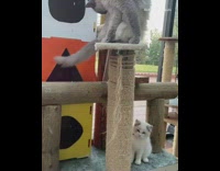 Cat hits other cat climbing up post 