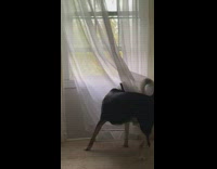 Collab Kale Salad IG - Dog chases tail in curtain