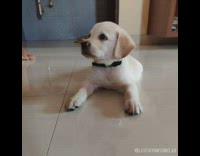 Small brown puppy dog black collar compilation