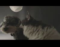 Grey white cat small dog green collar 