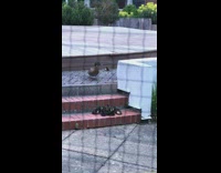 Ducklings jump and climbs the small stairs
