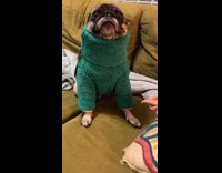 Collab Clips MPUGC - Dog put in green sweater