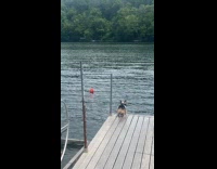 Dog jumps from platform swims at lake
