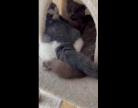 Kitten and cat together inside cat tower