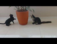 2 cats play around the plant pot 