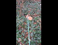Rabbit on leash sniffs leaves on ground
