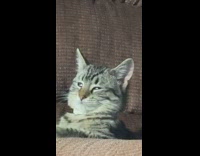 Grey cat funny eyes on couch