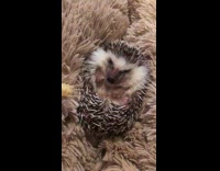hedgehog on brown carpet eating chip