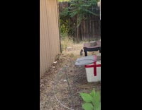 Collab BitchMP - Kittens run to woman as she meows