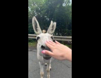 Woman gets scared by donkey puffing