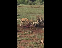 Brown hyaena hyena animals eat dead mom