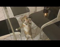 Cat under table tries to grab spider 