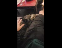 Guy pets cat couch red coffee table 