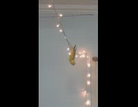 Bird hangs upside down swings string light