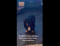 Dog stares at owner wait for food