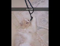 Brown white cat plays black bead necklace 