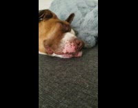 Brown white dog sleeps then eats chicken nugget