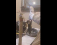 Guy lifts foot while kitten hangs onto sock 