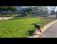 Dog runs after goose roaming in park
