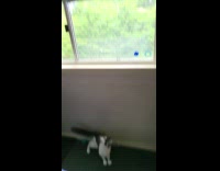 Cat jumps at window 