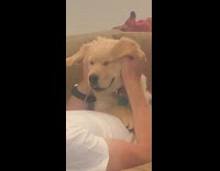 golden retriever puppy dog face massage couch 