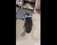 Collab PLC - Cat wearing cone playing with blue ball
