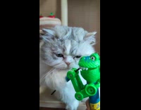 Collab PLC - White gray cat chasing treat on dinosaur toy 