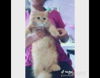 Lady holds orange cat makes it dance 