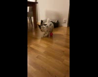 Dog playing with red ball toy 