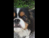 Small dog blue flower on nose eyebrows