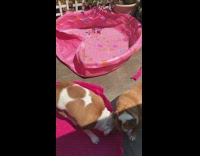 Two bulldog dogs chew pink plastic pool