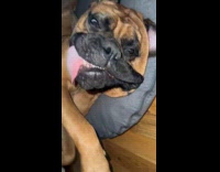 Dog lays in funny position with tongue out 