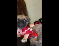 Girl sits next to pug wearing jersey