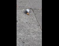 Pigeon eats leftover chicken at sidewalk