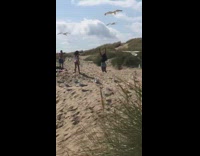 Girl arms raised kid chases seagulls away 