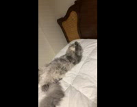 Cat licks paw scratch head on bed
