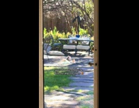 Squirrel playing with dogs toys in backyard