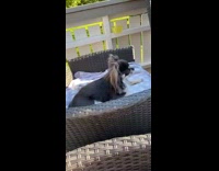 Small black dog rattan chair blanket girl