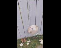 Dog digs at fence window when it sees another dog 