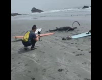 Guy dive suit lay rub sand surfboard