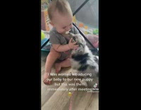 New puppy and baby are best friends hanging out 