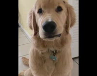 Golden retriever loses its front teeth song