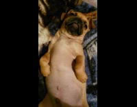 Pug puppy dog laying back has hiccups 