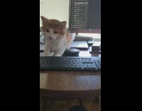 Orange white cat meows wood desk computer