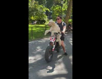 Cute dog and a man rides on a bike and takes pictures