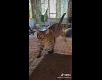 Cat on bed wants to play fetch