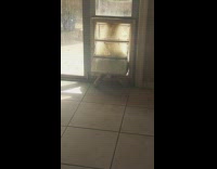 Tortoise slowly crawl through pet flap door