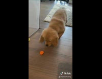 Dog plays with carrot slice