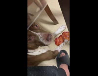 Collab DailyDoseOfInternet - Guy feeds brown dog under table bacon 