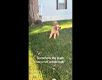 Dog removes leash and escapes 